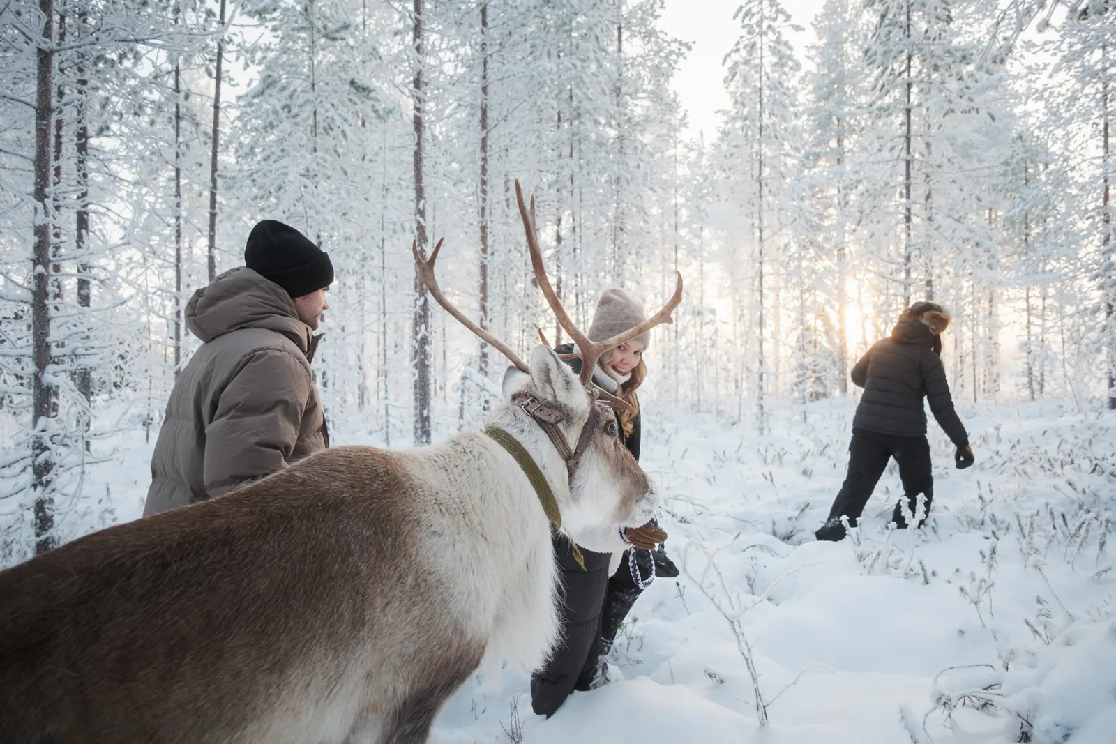 Guests walking with a reindeer through deep snow in the forest